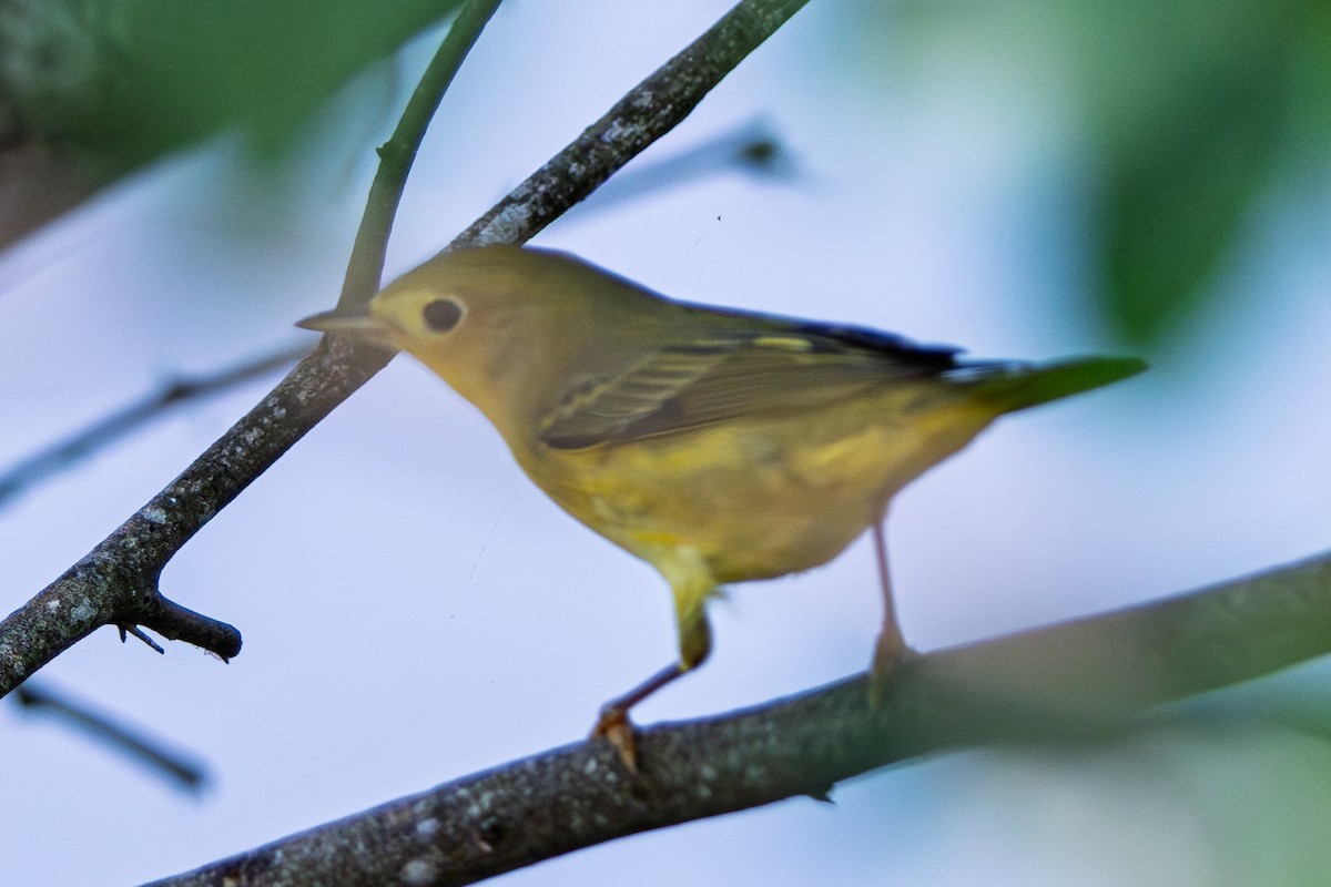 Northern Yellow Warbler - ML645238567