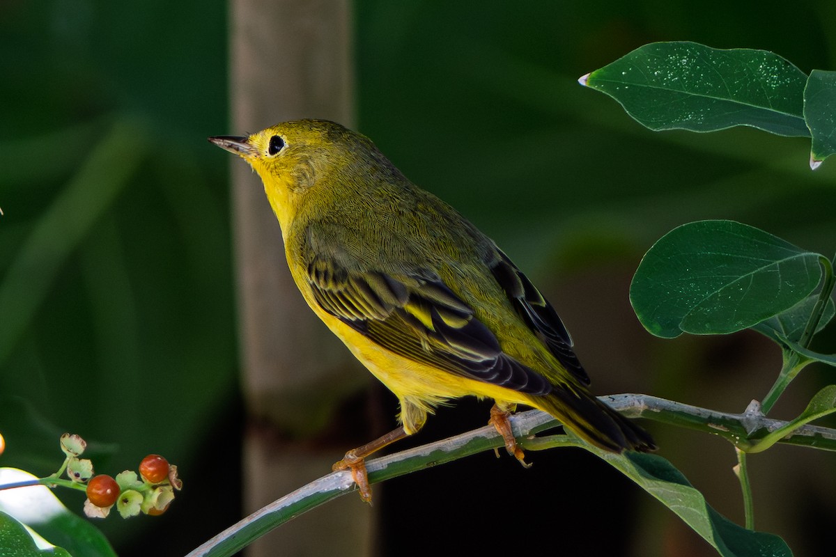 Northern Yellow Warbler - ML645238568