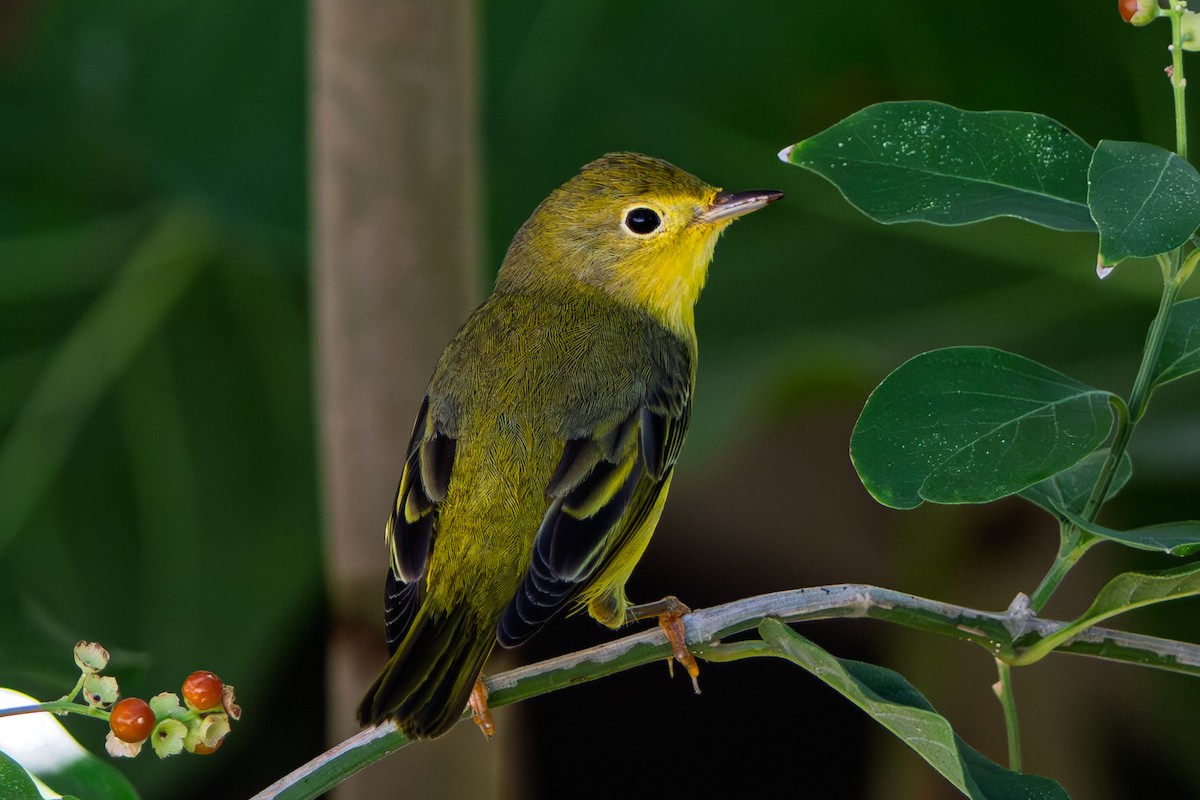 Northern Yellow Warbler - ML645238569