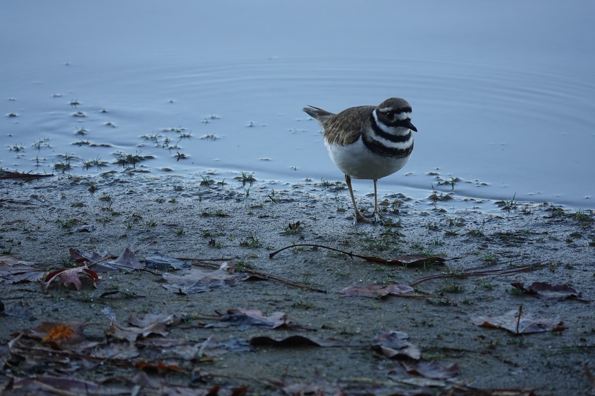 tobeltelo - ML645238572