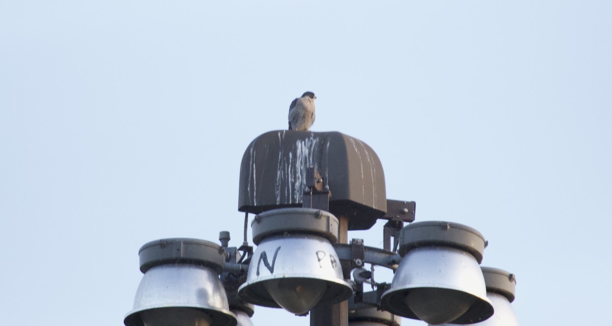 sokol stěhovavý - ML645238593