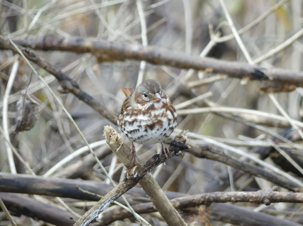 Fox Sparrow - ML645238600