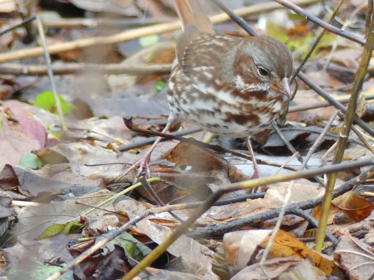 Fox Sparrow - ML645238601