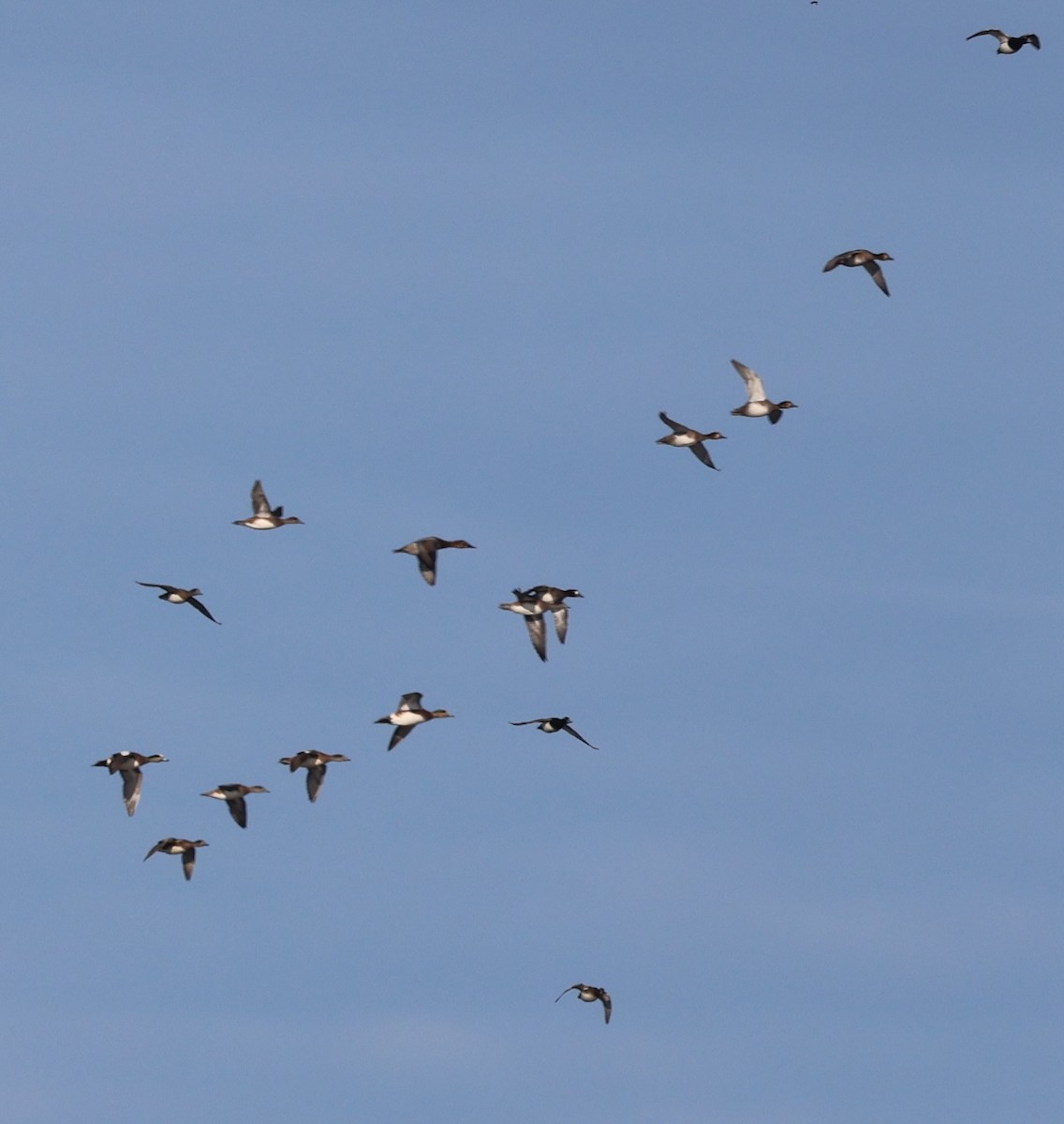 hvízdák americký - ML645238603