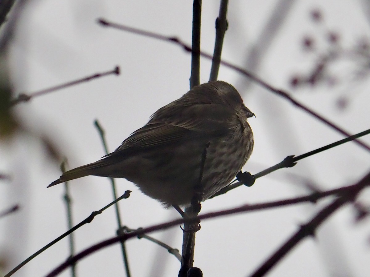 Purple Finch - ML645238612
