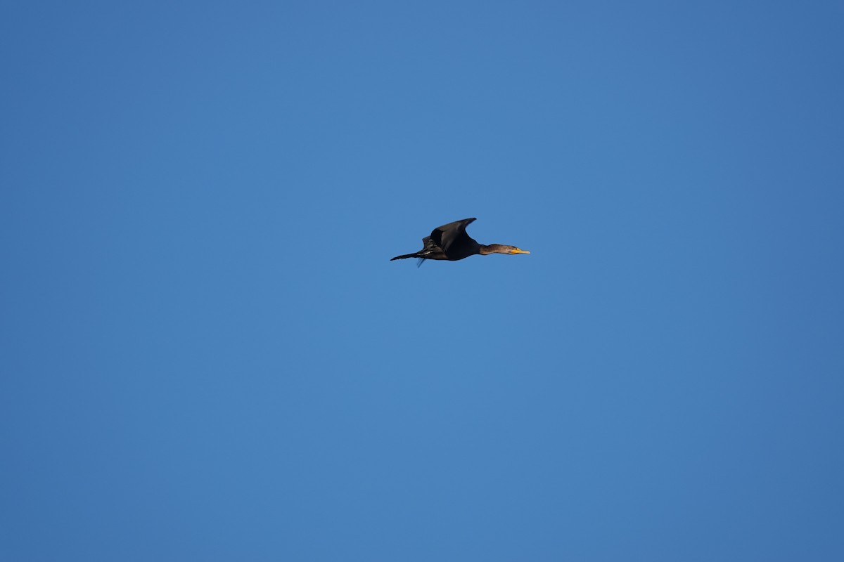 totoppskarv - ML645238614