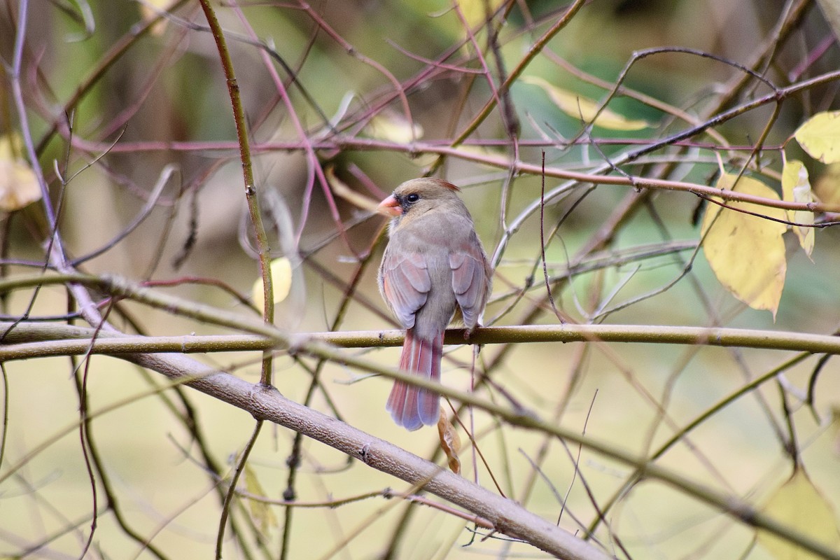 Northern Cardinal - ML645238621