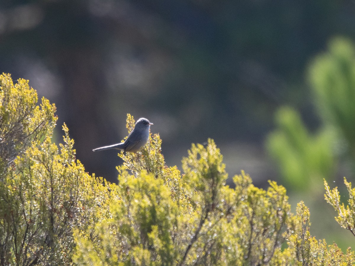 Marmora's Warbler - ML645238622