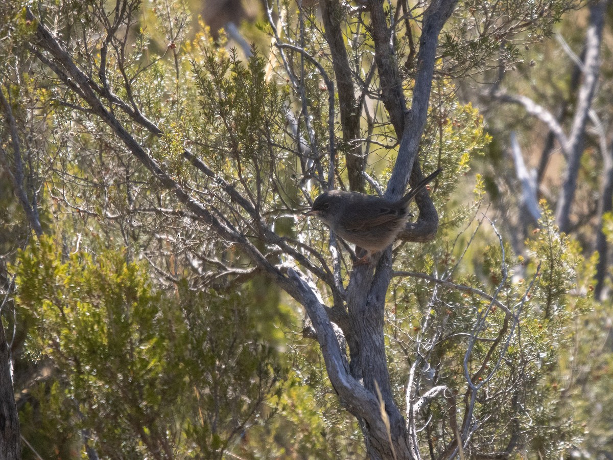 Marmora's Warbler - ML645238623
