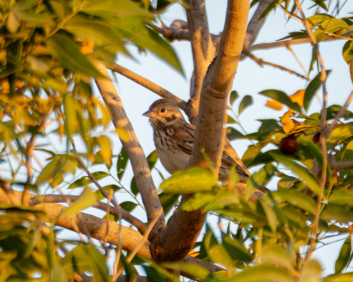 Vesper Sparrow - ML645238629