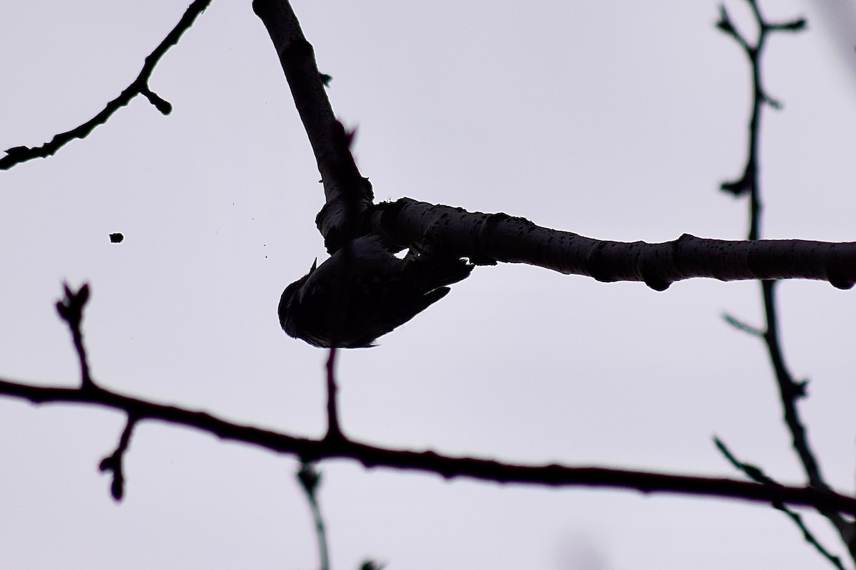 Downy Woodpecker - ML645238654