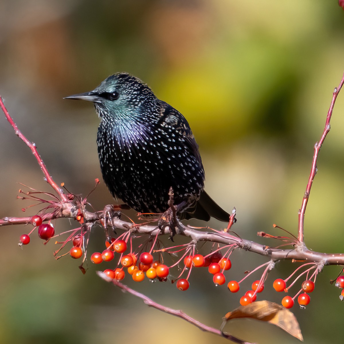 Arabazozo pikarta - ML645238656