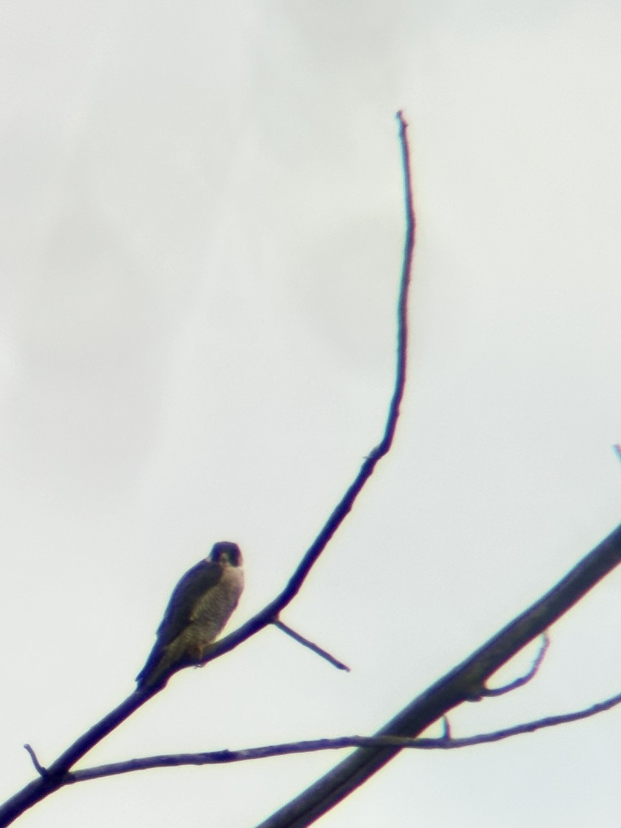 sokol stěhovavý - ML645238666