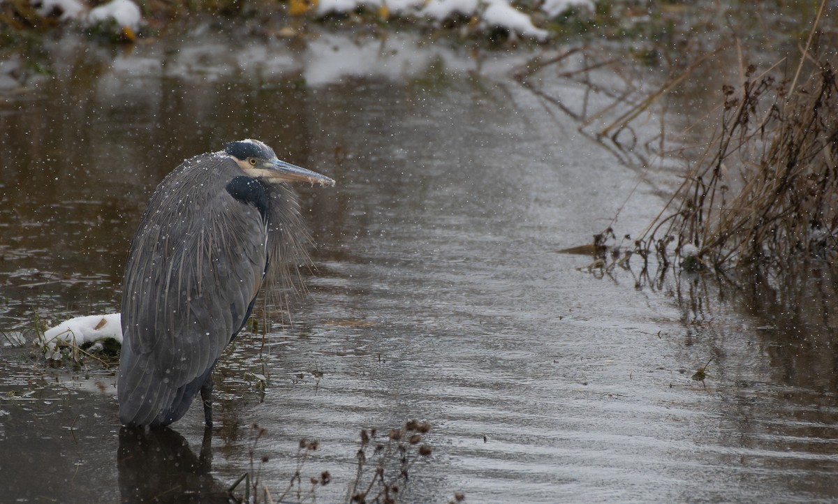 Great Blue Heron - ML645238670