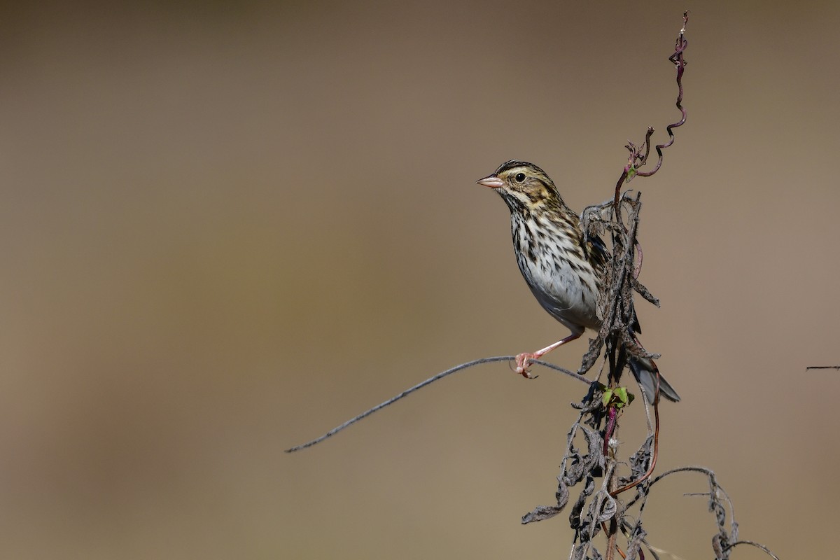 Пасовник савановий - ML645238674