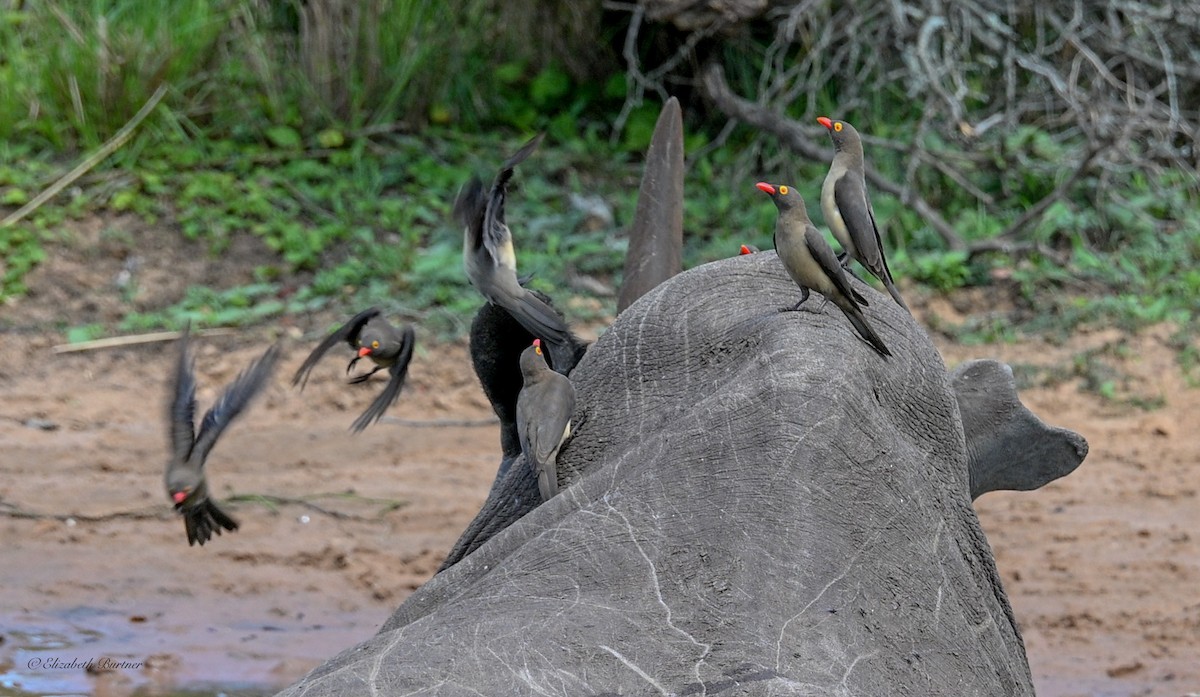 Red-billed Oxpecker - ML645238675
