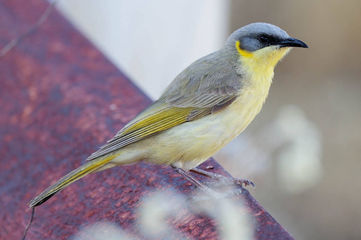 Сероголовый медосос - ML645238683