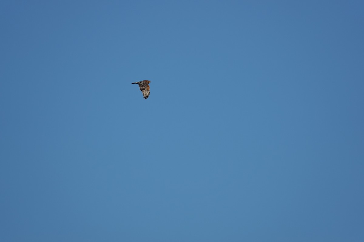 rødvingevåk - ML645238687