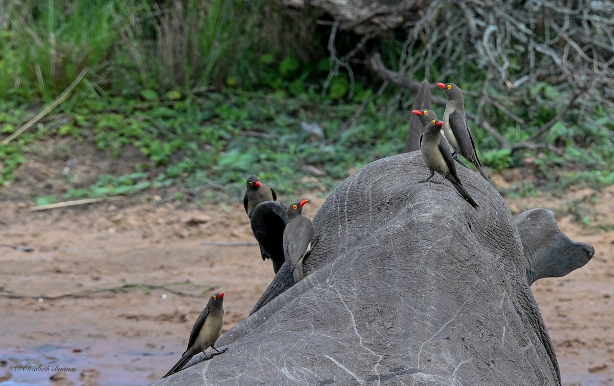 Red-billed Oxpecker - ML645238689