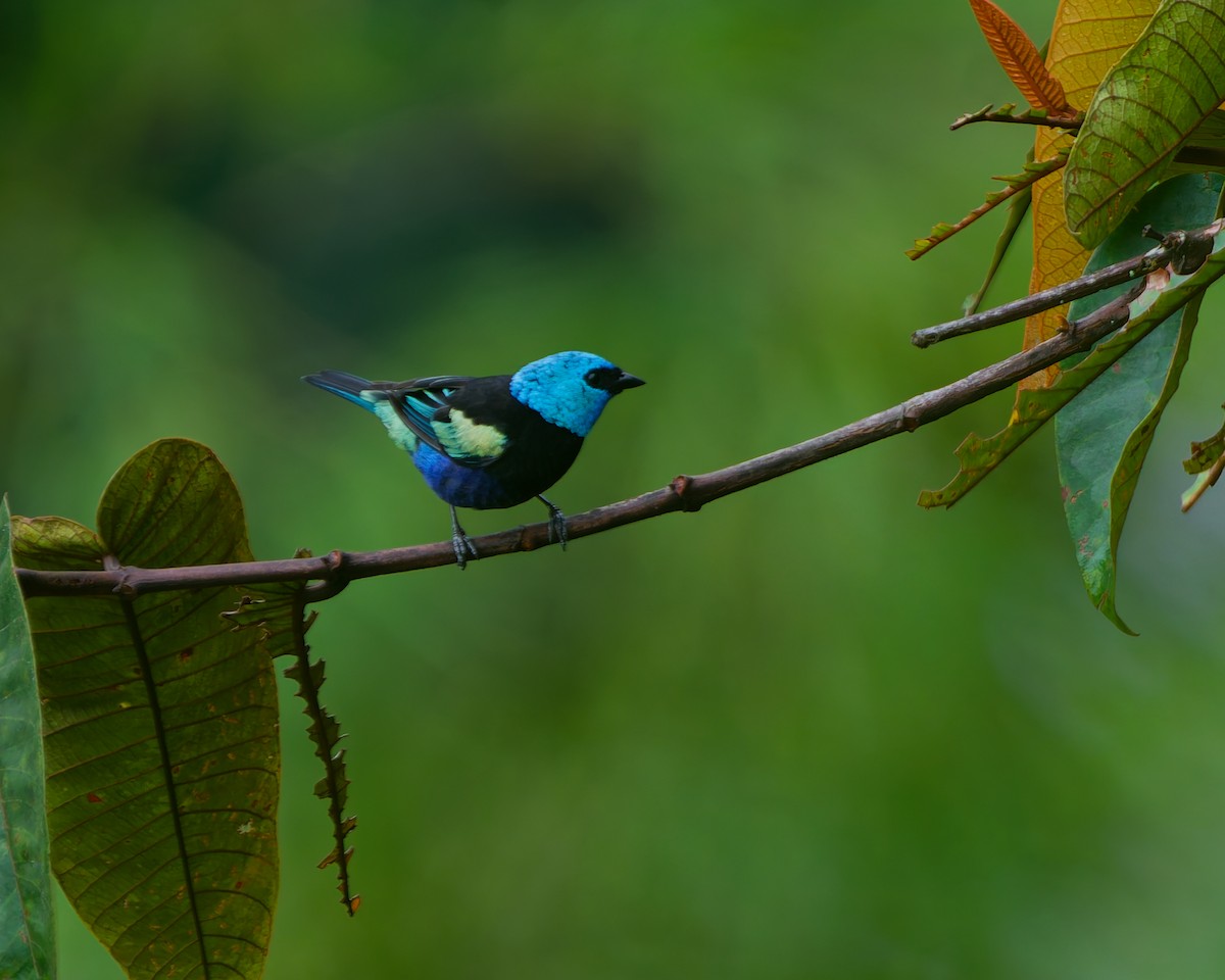 Танагра блакитношия - ML645238720