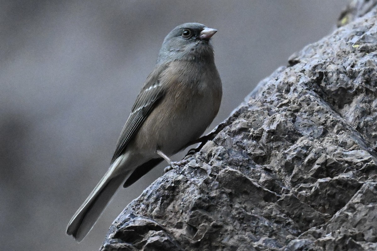 Dark-eyed Junco (Pink-sided) - ML645238740