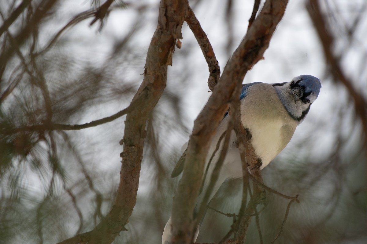 Blue Jay - ML645238744