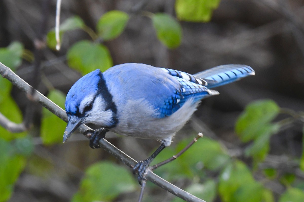 Blue Jay - ML645238747