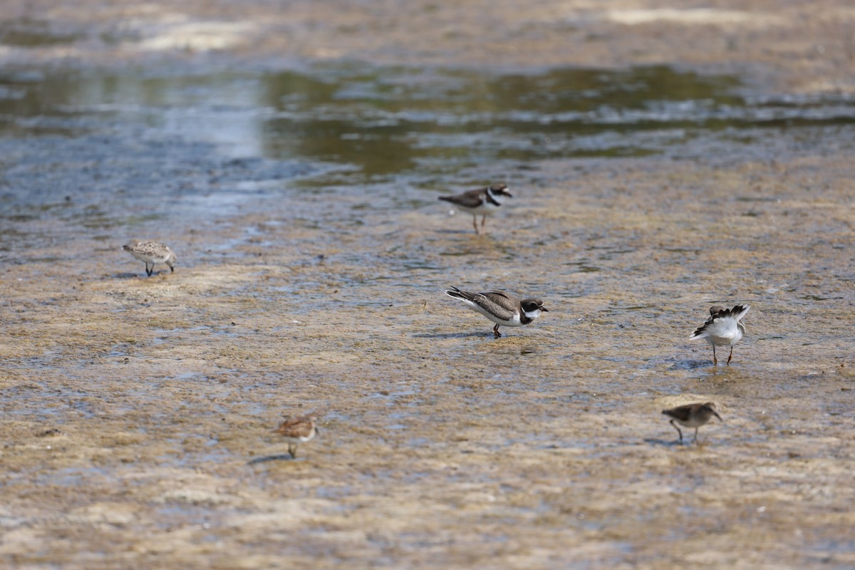 Semipalmated Plover - ML645238749