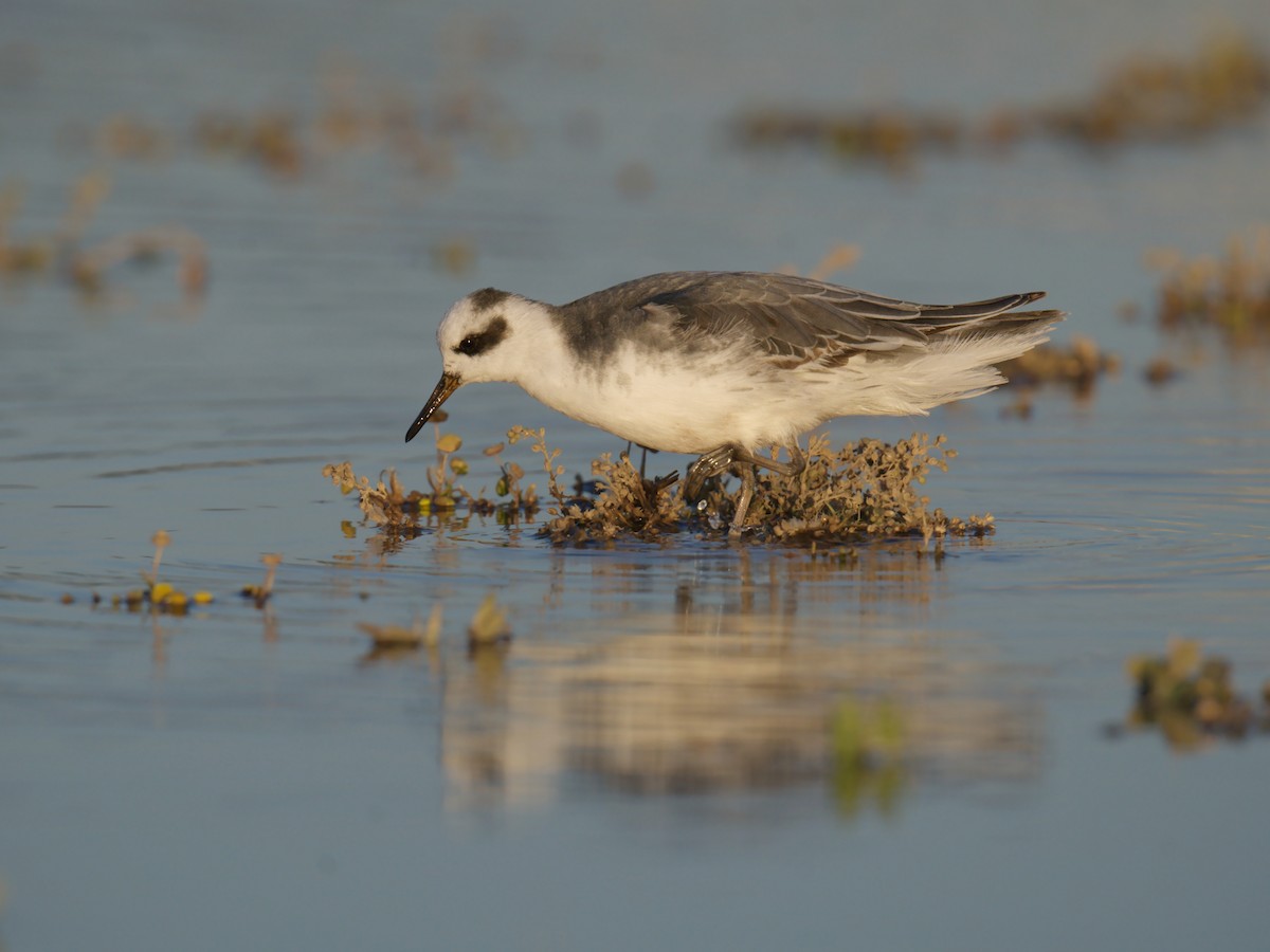Улаан сэлээхэй - ML645238751