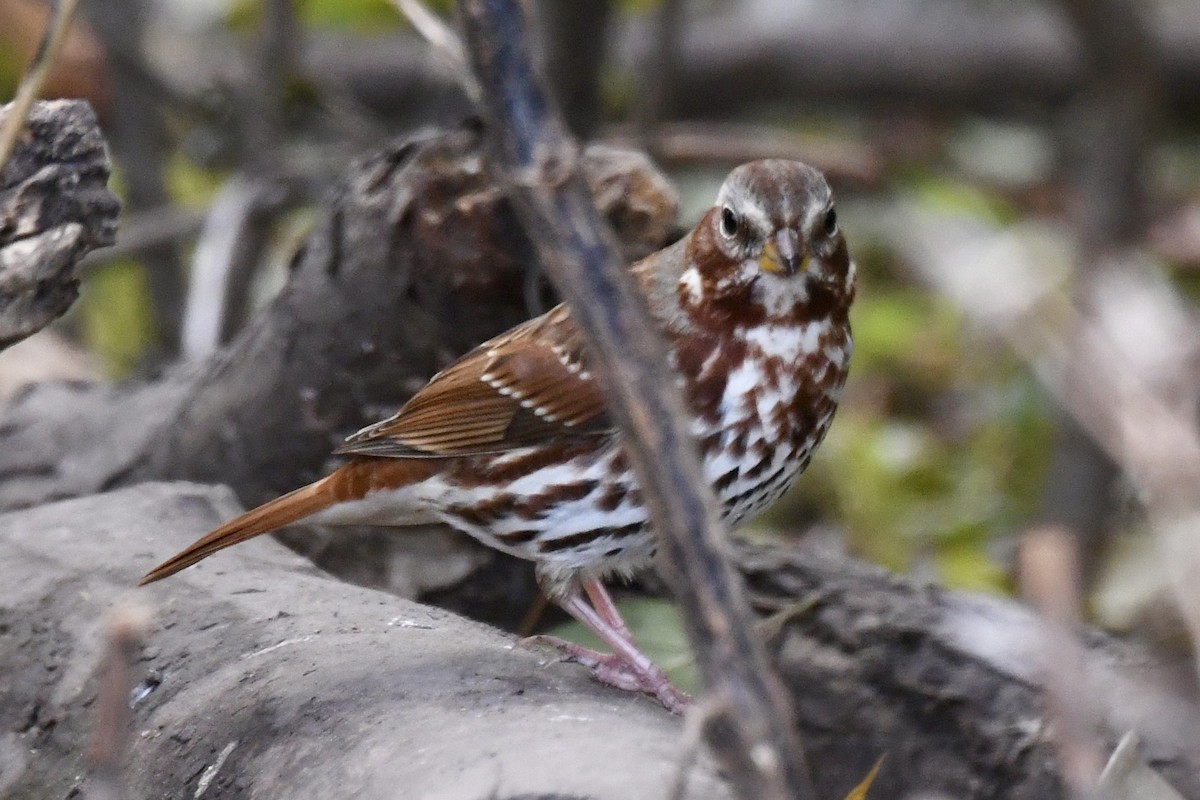 Fox Sparrow - ML645238756