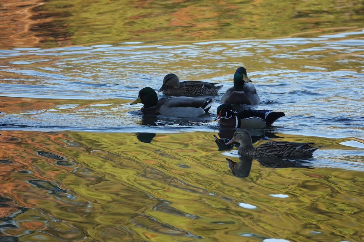 stokkand - ML645238767