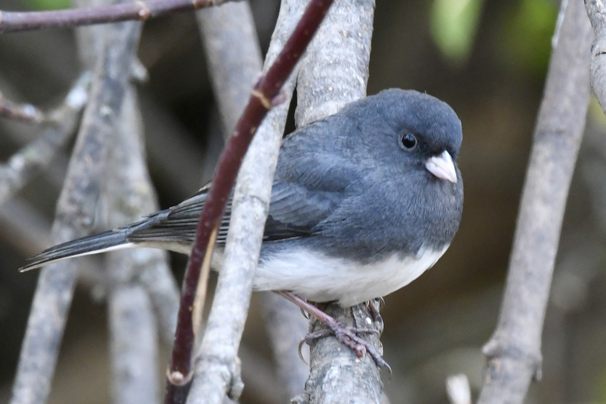 Dark-eyed Junco - ML645238770