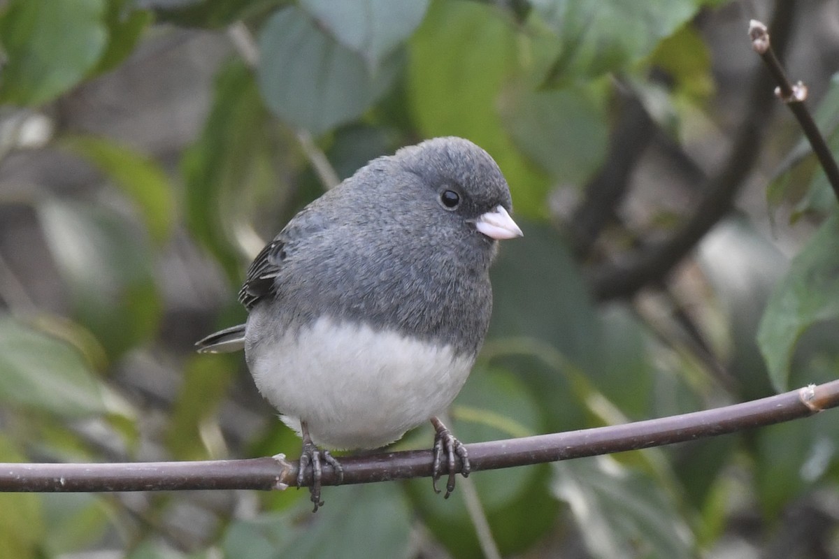 Dark-eyed Junco - ML645238771