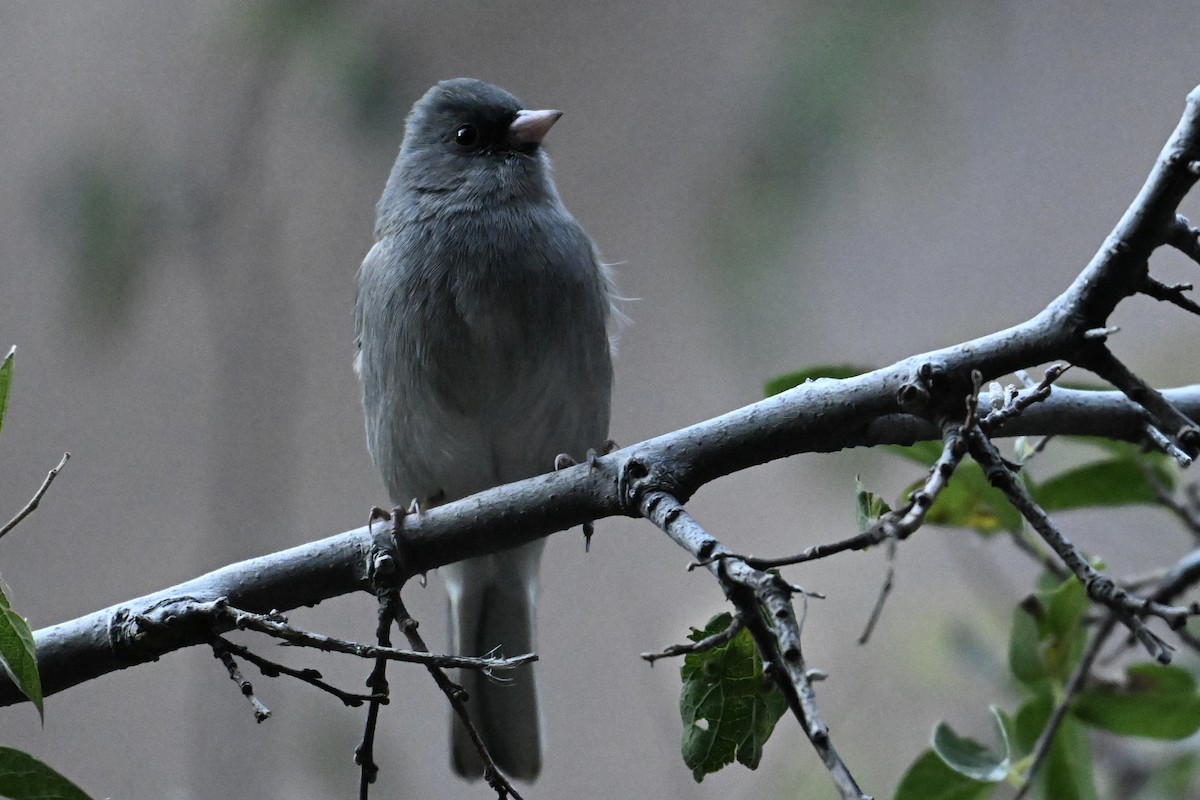 Dark-eyed Junco (Slate-colored) - ML645238773