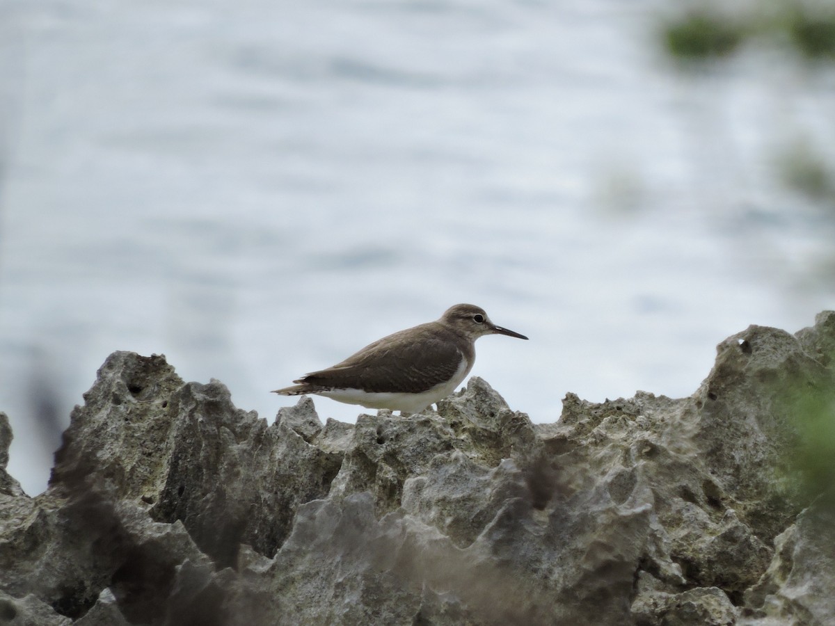 Common Sandpiper - ML645238783