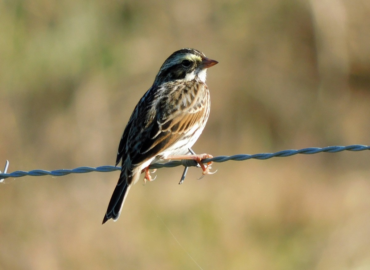 Пасовник савановий - ML645238784