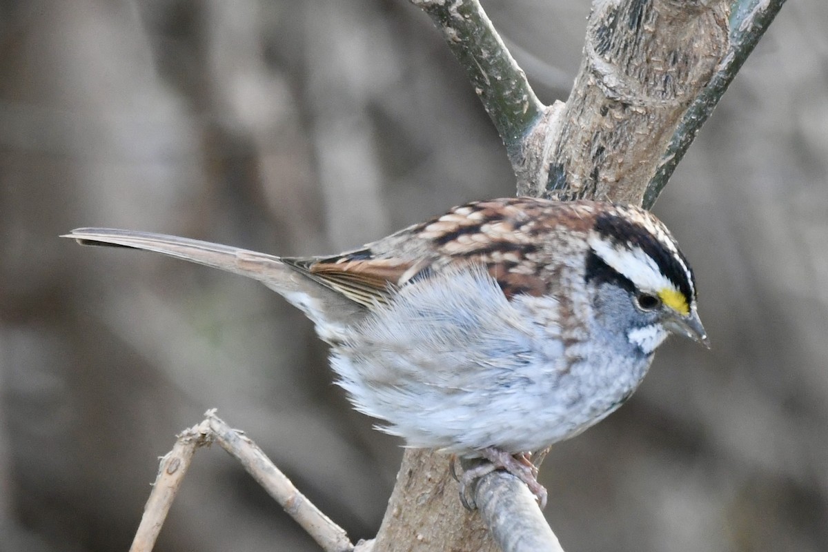 White-throated Sparrow - ML645238787