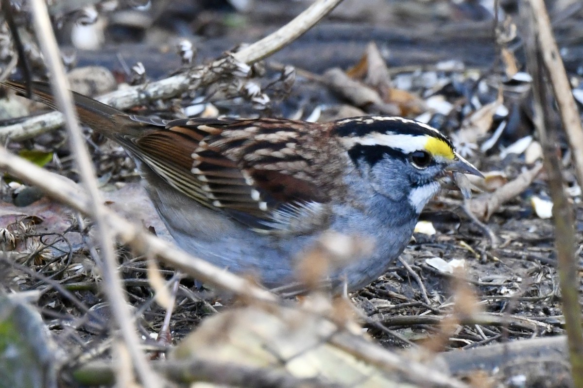 White-throated Sparrow - ML645238788