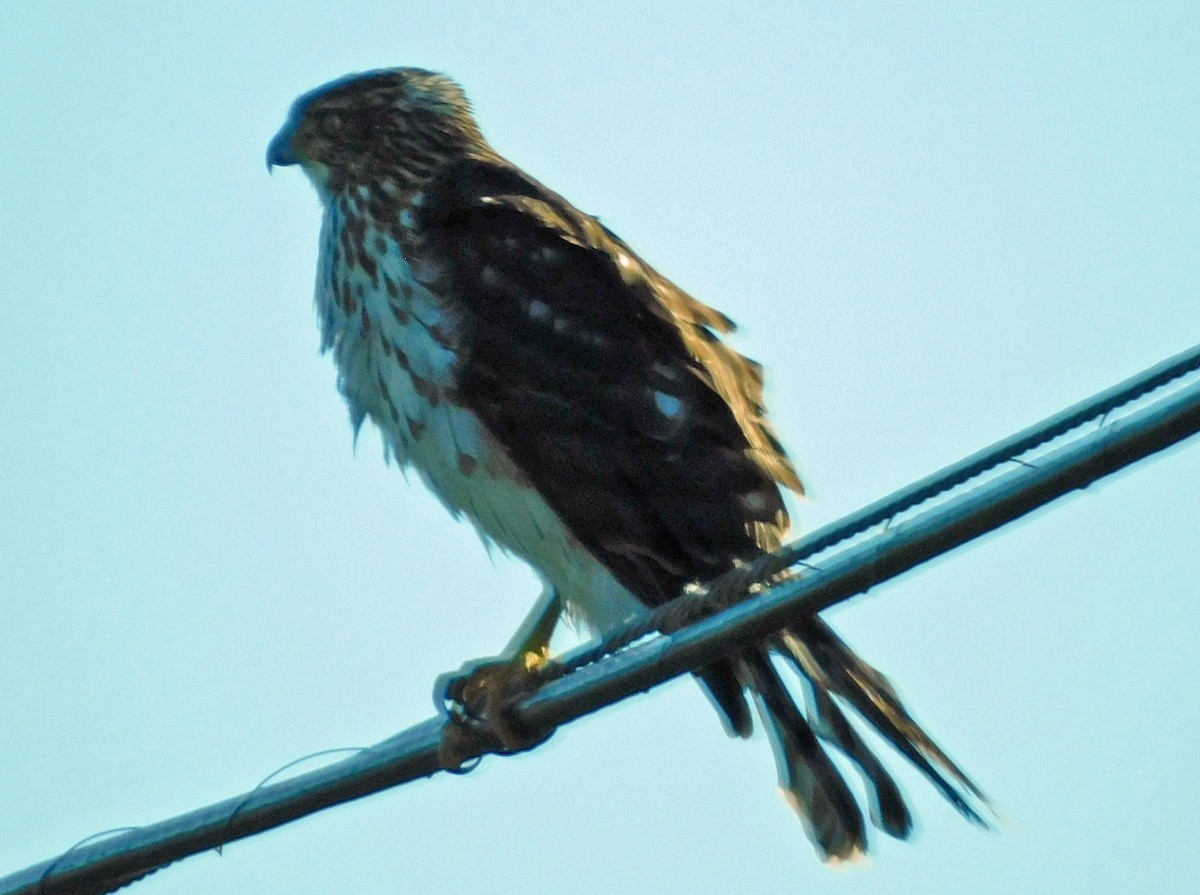 Cooper's Hawk - ML645238789