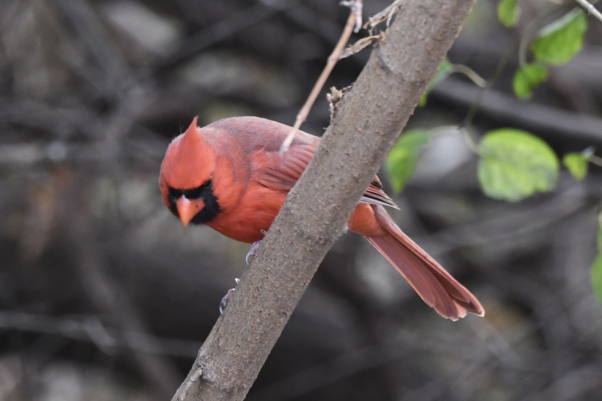 Northern Cardinal - ML645238790