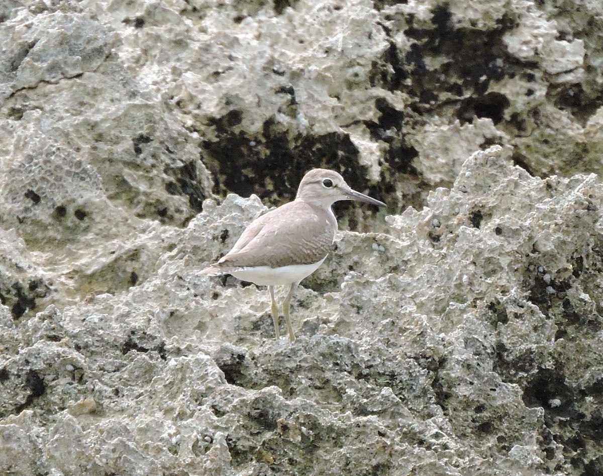 Common Sandpiper - ML645238796