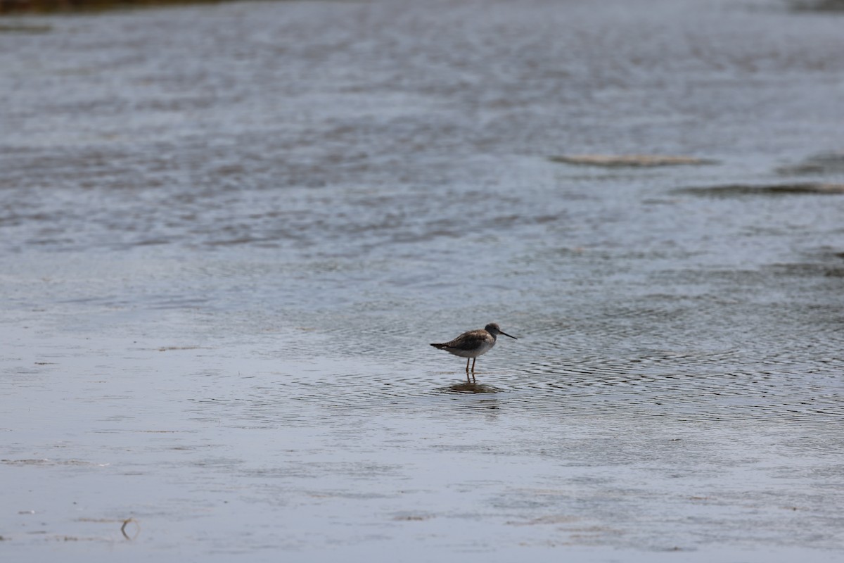 Greater Yellowlegs - ML645238799