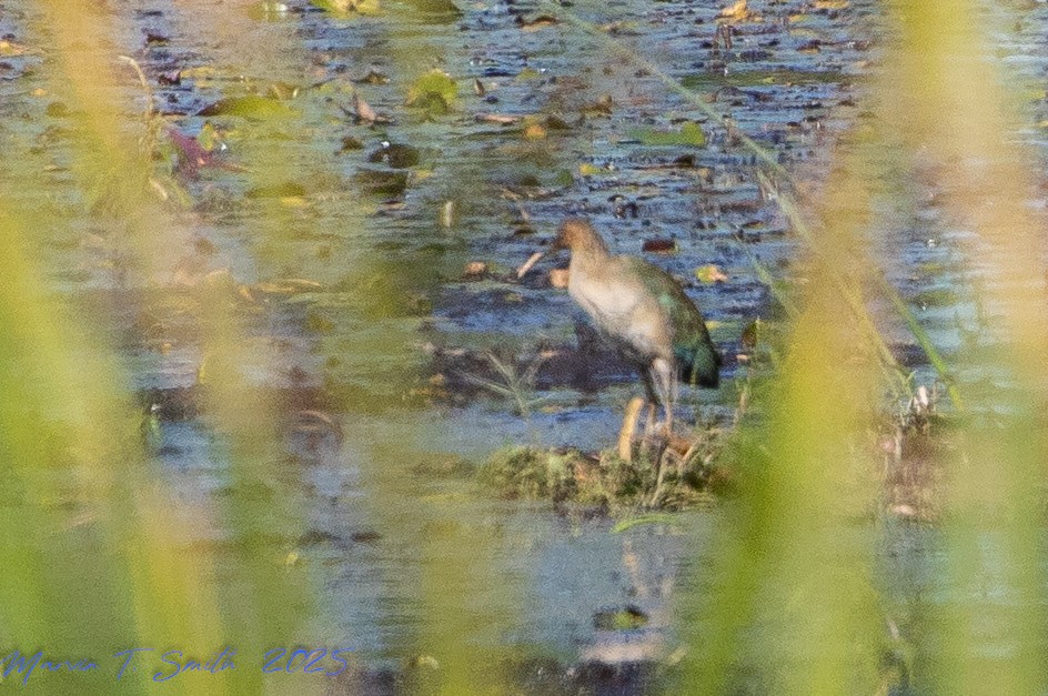 Purple Gallinule - ML645238801