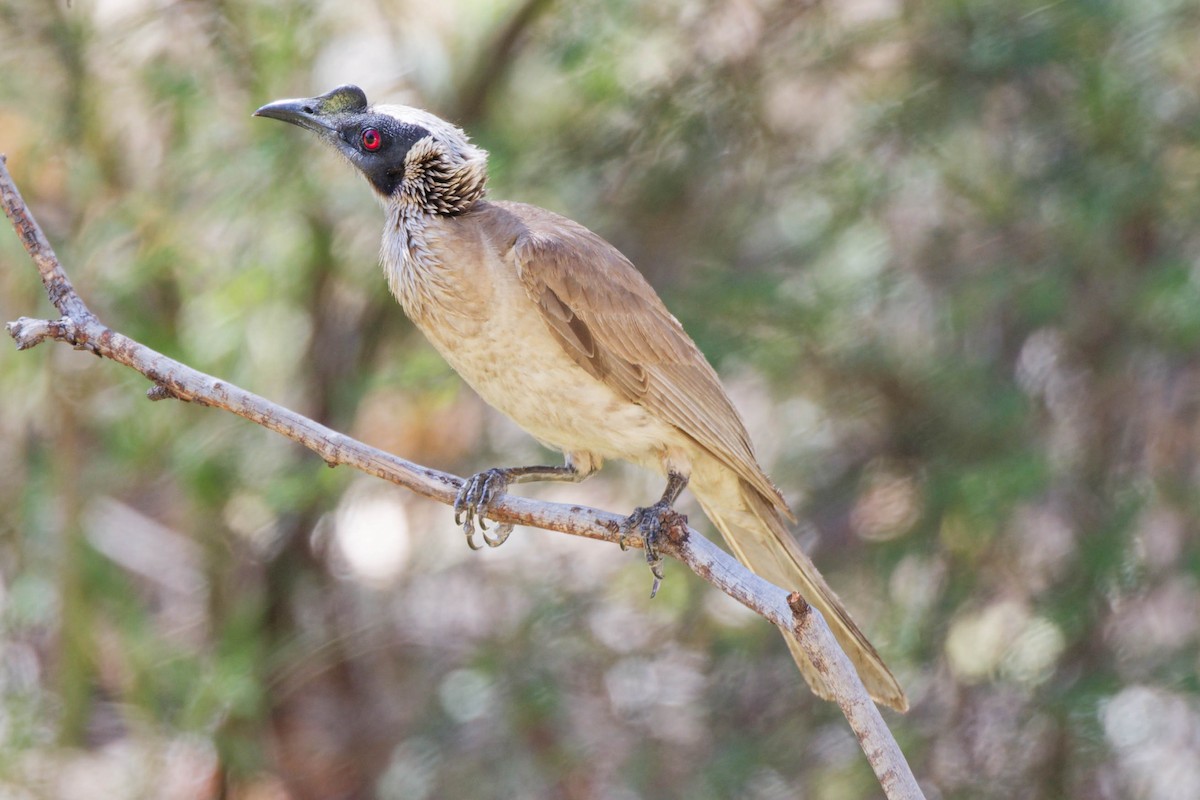 zoborožík stříbrokorunkatý - ML645238802
