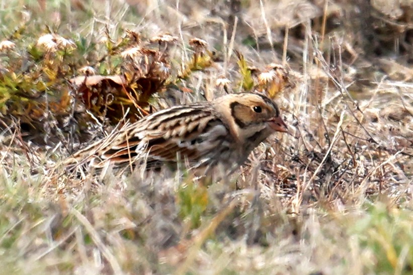 Ipar-berdantza - ML645238804