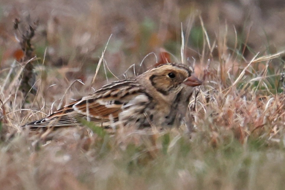 Ipar-berdantza - ML645238805