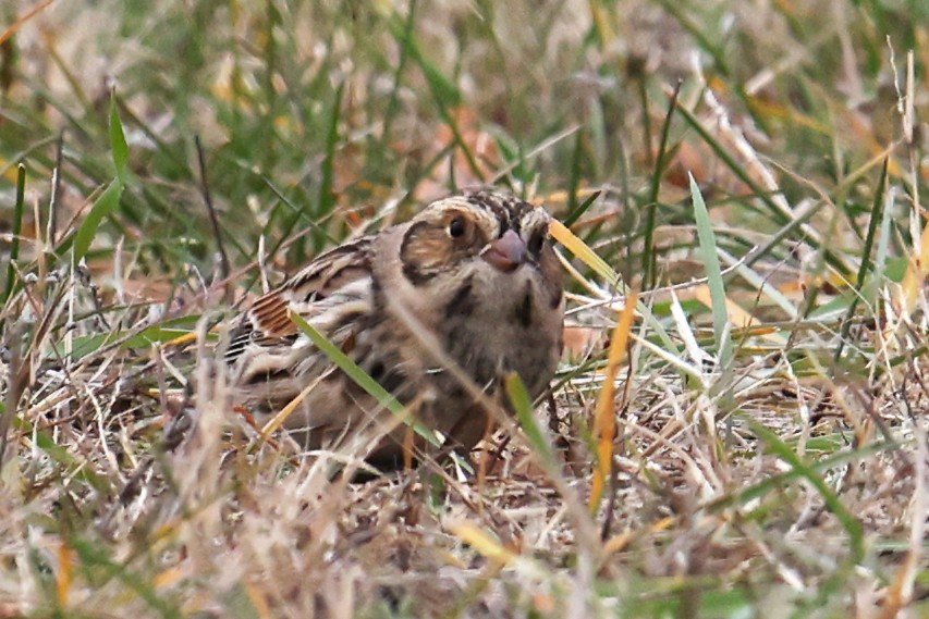 Ipar-berdantza - ML645238806