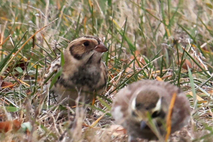 Ipar-berdantza - ML645238807