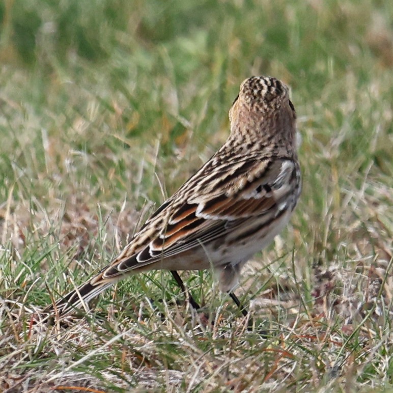 Ipar-berdantza - ML645238808