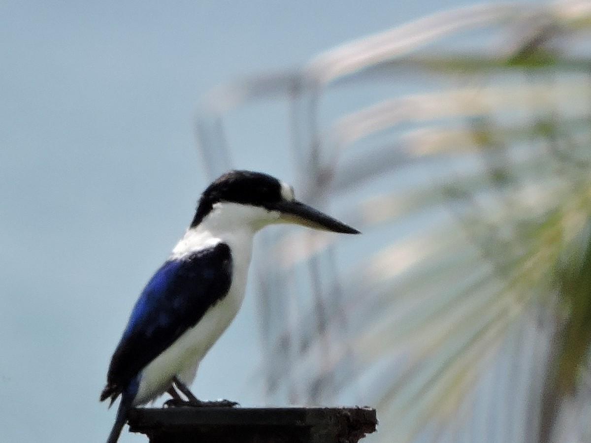 Forest Kingfisher - ML645238809